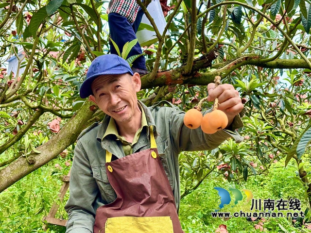 采摘枇杷（代茂晨攝）.jpg