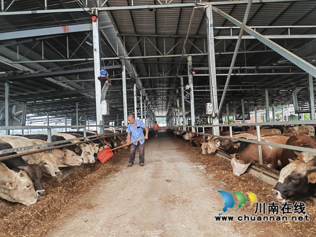 肉牛養(yǎng)殖（曾佐然攝）.jpg