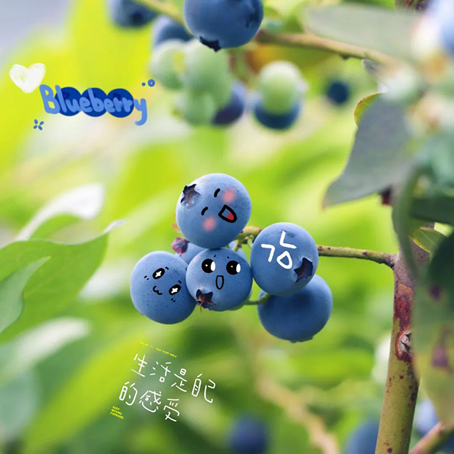 “納”果鮮香 | “藍”能可貴，“莓”麗相約 來納溪吃藍莓喲