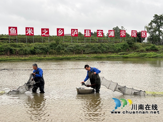 捕捉小龍蝦1（李騰攝）.jpg
