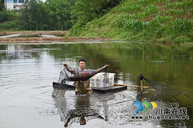 捕捉小龍蝦（李騰攝）.jpg