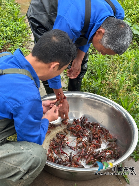 分揀小龍蝦（李騰攝）.jpg