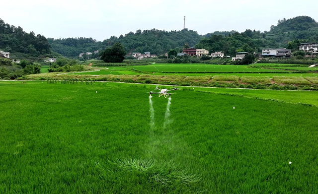 納溪區(qū)：科技＋產(chǎn)業(yè) 讓稻田變“聚寶盆”