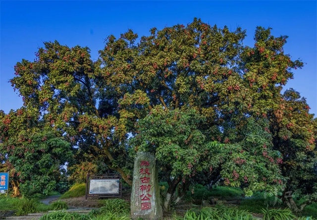 從《長安的荔枝》到瀘州荔枝：追溯歷史，探尋瀘荔貢京路線圖