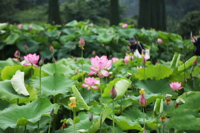 瀘州的荷花開了！乘公交赴一場(chǎng)夏日“荷”約吧