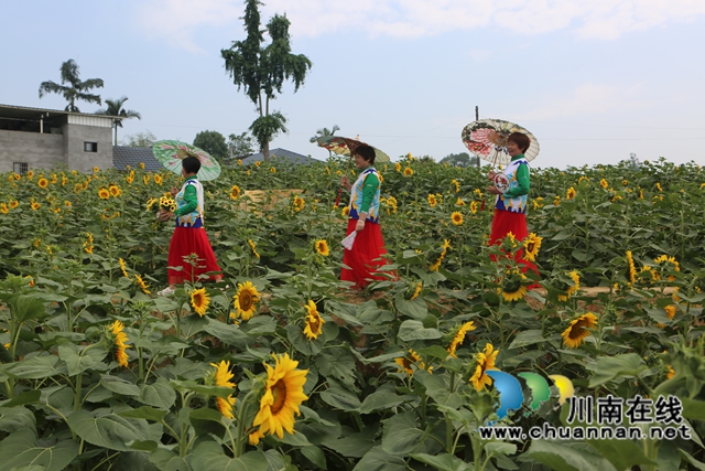 瀘縣牛灘鎮(zhèn)：打造“一舉奪葵”到“花好月圓”花經(jīng)濟(jì)升級(jí)版