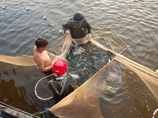 捕鱸魚（王靜攝）.jpg