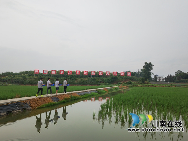 準(zhǔn)備投放大頭蝦苗（曾佐然攝）.jpg