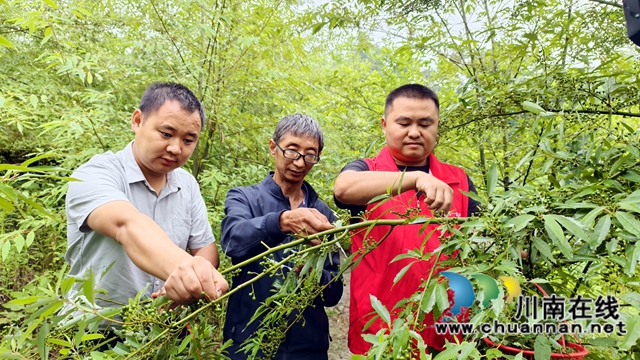 圖1：王大彬(左)、羅賓（右）幫陳正彬（中）采摘木姜子.jpg