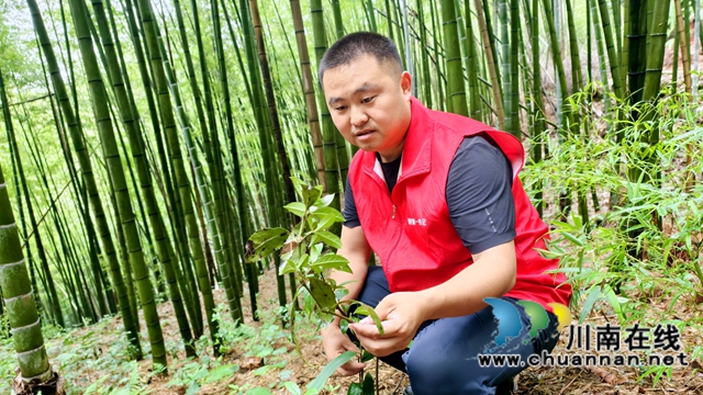 圖1：羅賓查看草珊瑚長(zhǎng)勢(shì).jpg