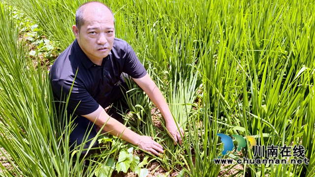 納溪區(qū)新樂(lè)鎮(zhèn)：旱地飄稻香 高山變糧倉(cāng)