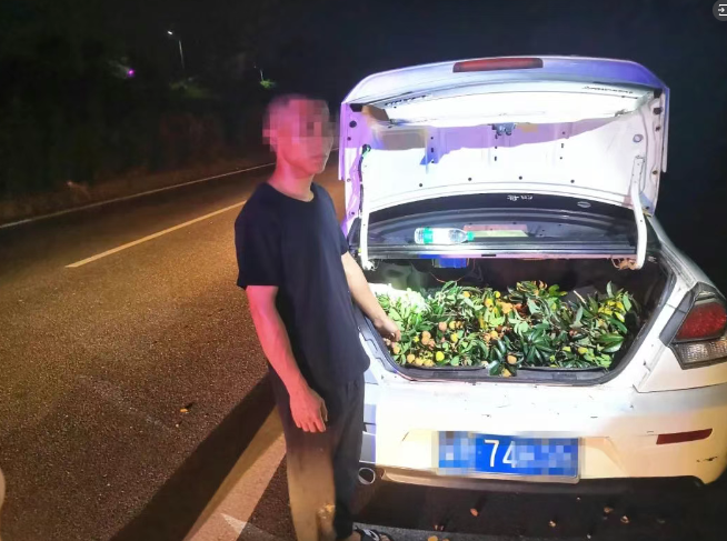 今年第一批偷合江荔枝的，已被抓……