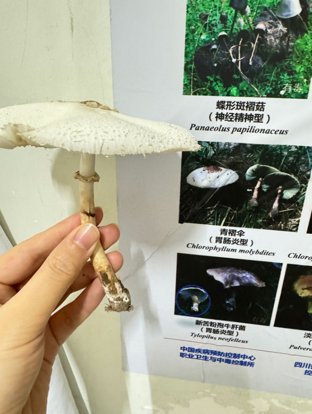 【太嚇人】網(wǎng)購(gòu)蘑菇種子自己種，瀘州夫妻雙雙中毒休克，遭得慘……