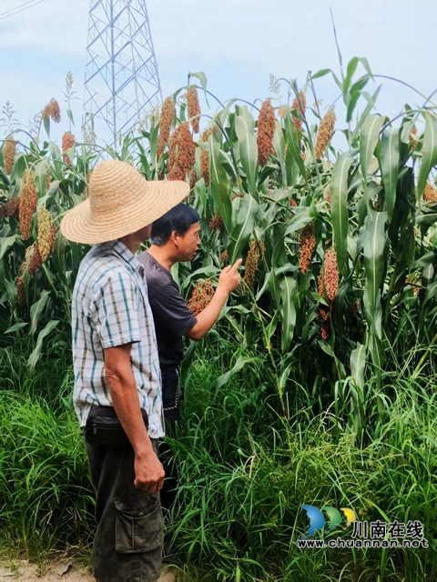 農(nóng)技員察看高粱長勢（趙銘巧攝）.jpg