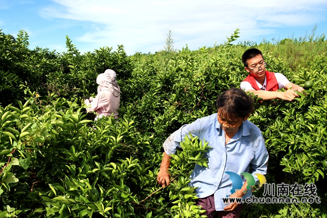 圖為黨員志愿者與村民共同采收枳殼2.JPG