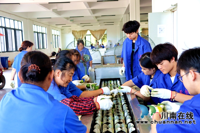 酸柑兒變黃金果！瀘縣枳殼規(guī)模種植與加工結(jié)合助農(nóng)增收