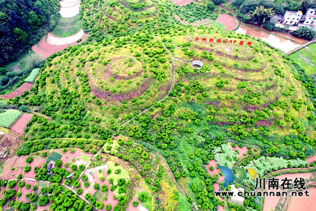 圖為瀘州枳實枳殼核心基地.jpg