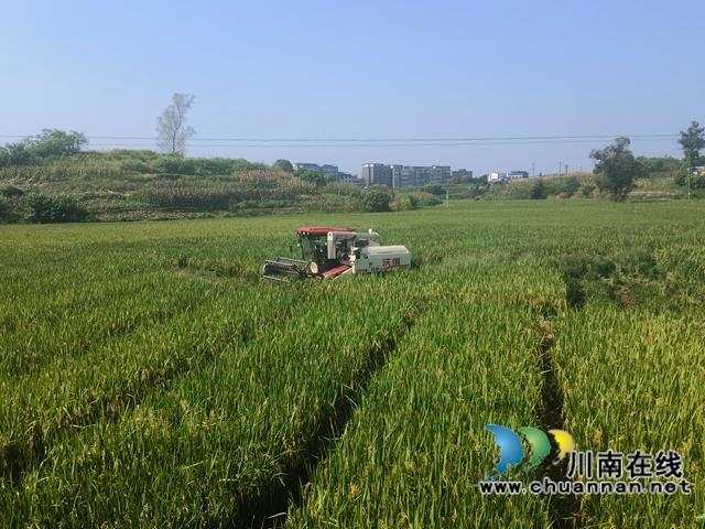 瀘縣機收雜交水稻制種母本（趙銘巧攝）.jpg