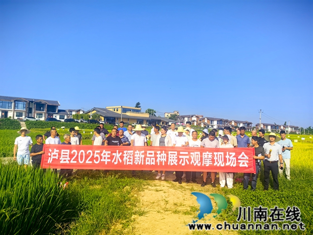 瀘縣：152個次水稻新品種展示提供科學選種用種