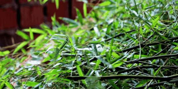 33.gif