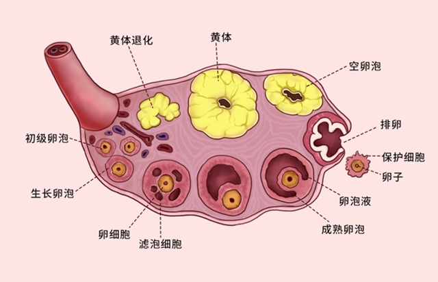 【警惕】女子同房后突發(fā)劇痛，醫(yī)生：黃體破裂，危及生命……