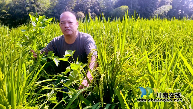 納溪區(qū)新樂鎮(zhèn)龍蟠村：旱稻套種紅苕 方便管理又保水
