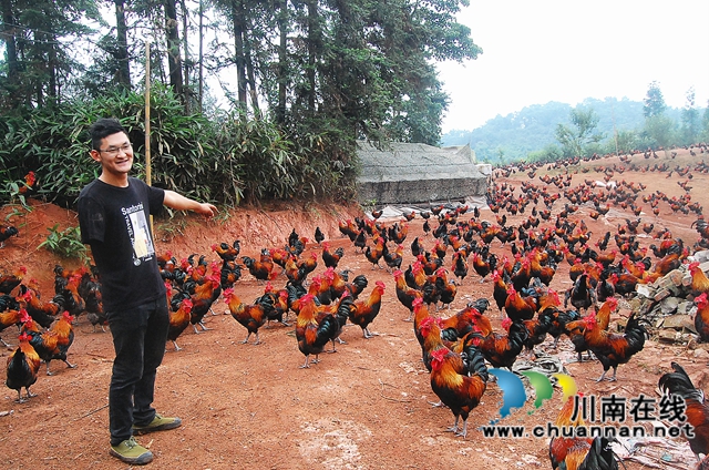 圖1：杜建波放養(yǎng)在山上的土雞.JPG