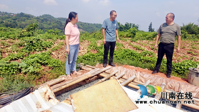 圖1：張躍華（中）李文海（右）查看村民建在地頭的化糞池(1).jpg
