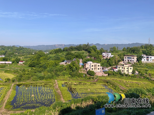 洪安橋稻蝦基地（曾佐然攝）.jpg