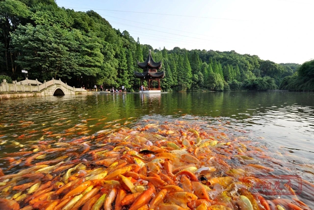 這里是江陽(yáng)，這里是音樂(lè)節(jié)的主場(chǎng)！