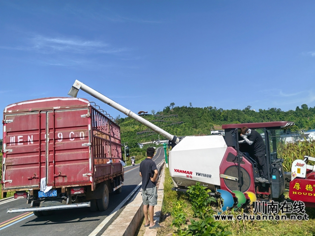 百和鎮(zhèn)機收高粱（曾佐然攝）.jpg