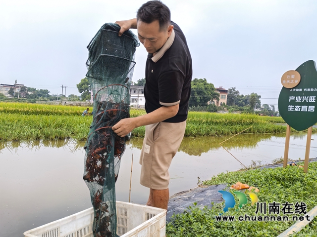 捕捉小龍蝦上市（曾佐然攝）.jpg