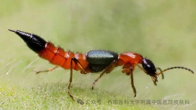 蟲(chóng)2.jpg