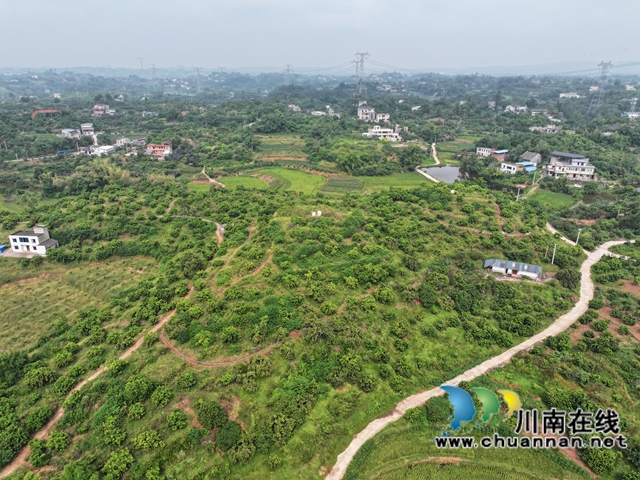 瀘縣潮河鎮(zhèn)后灣龍眼基地1（陳祥洪攝）.jpg