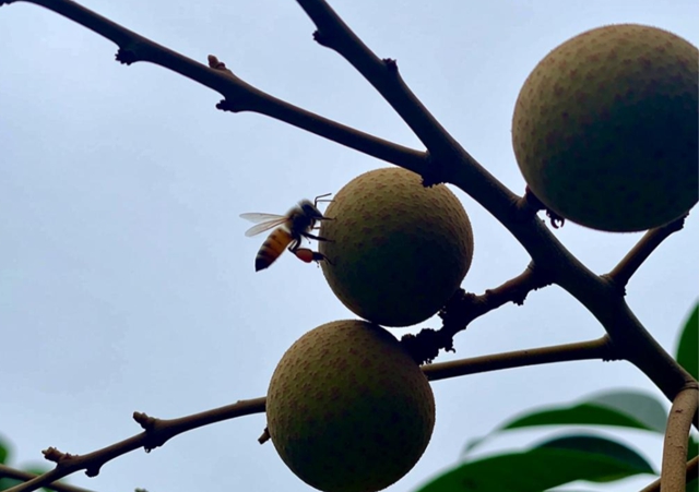 桂圓熟透了！瀘州人去外面耍要當心“空中小霸王”——馬蜂