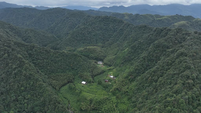 古藺黃荊：老林走出“生態(tài)致富路”，蜂蜜釀出“金山銀山”