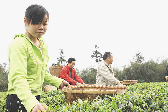 納溪采茶女 家門口打工好掙錢(圖2)