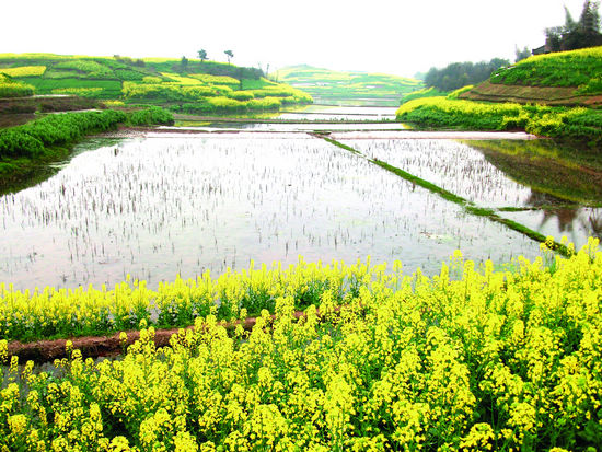 通灘鎮(zhèn)：萬(wàn)畝油菜花開(kāi)兆豐年(圖1)