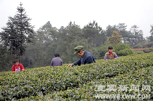 進軍歐盟 宜賓有機茶拿到“通行證”(圖2)