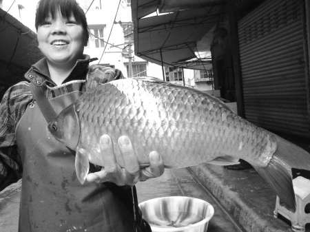 兩斤多重鯽魚見過沒？