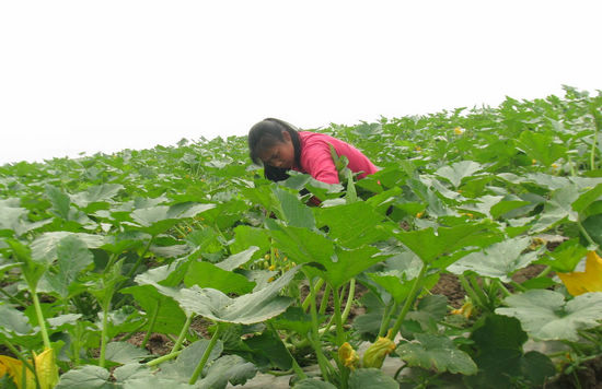 大渡口鎮(zhèn)；菜農(nóng)春菜管理忙(圖1)