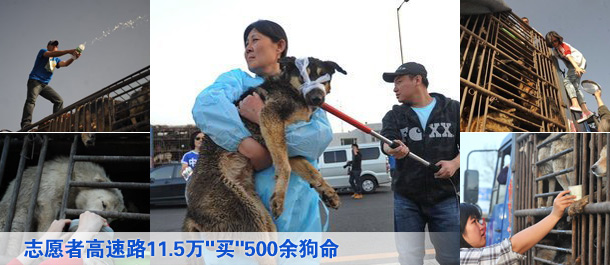 數(shù)百志愿者高速路11.5萬"買"500余狗命(圖1)