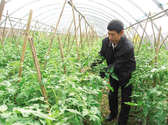 背靠蔬菜育苗中心 華陽(yáng)早春蔬菜一派蔥蘢(圖1)