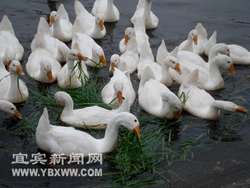央視關注“南溪白鵝”(圖1)