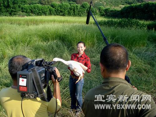 央視關注“南溪白鵝”(圖4)