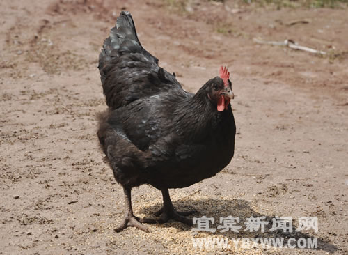 宜賓：七斤母雞產(chǎn)下"超級小蛋" 直徑如硬幣(圖3)