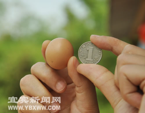 宜賓：七斤母雞產(chǎn)下"超級小蛋" 直徑如硬幣(圖2)