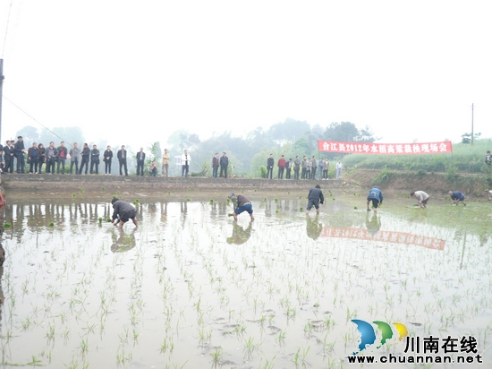 佛蔭鎮(zhèn)：召開(kāi)合江縣2012年水稻高粱栽秧現(xiàn)場(chǎng)會(huì)(圖1)