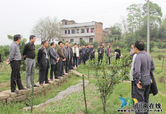 合江縣:全力助推示范片建設和荔枝真龍柚產(chǎn)業(yè)發(fā)展(圖1)