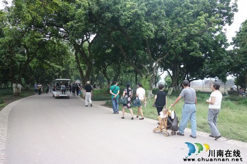 瀘州張壩桂圓林碩果累累 日均游客數(shù)千周末破萬(圖2)